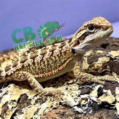 Bearded dragons for sale near me - Bearded Dragons for Sale Tortoise Town has a large variety of captive bred bearded dragons for sale. We offer quite a few bearded dragon morphs in our baby bearded dragon for sale inventory. We sell red bearded dragons for sale, leatherback bearded dragons, hypo bearded dragons, and more. Tortoise Town has a wide selection of …